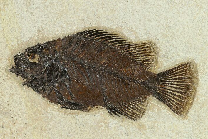 Fossil Fish (Cockerellites) - Wyoming #132869
